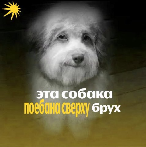 эта собака брух