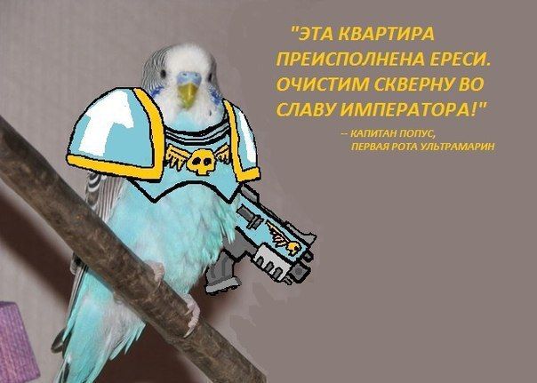 "ЭТА КВАРТИРА ПРЕИСПОЛНЕНА ЕРЕСИ ОЧИСТИМ СКВЕРНУ ВО СЛАВУ ИМПЕРАТОРА!" КАПИТАН ПОПУС, ПЕРВАЯ РОТА УЛЬТРАМАРИН he