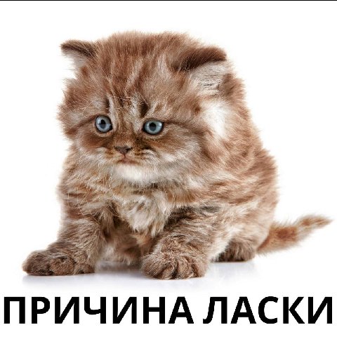 к. ПРИЧИНА ЛАСКИ