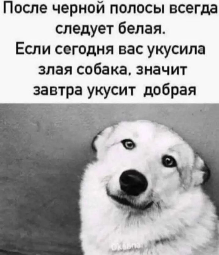 После черной полосы всегда следует белая. Если сегодня вас укусила злая собака, значит завтра укусит добрая a