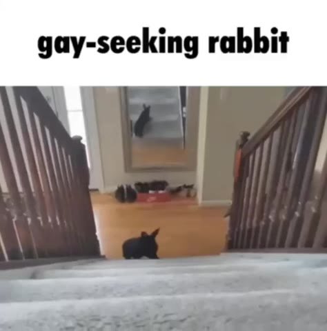 gay-seeking rabbit