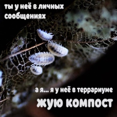 ты унеё в личных сообщениях Hee в террариуме жую компост