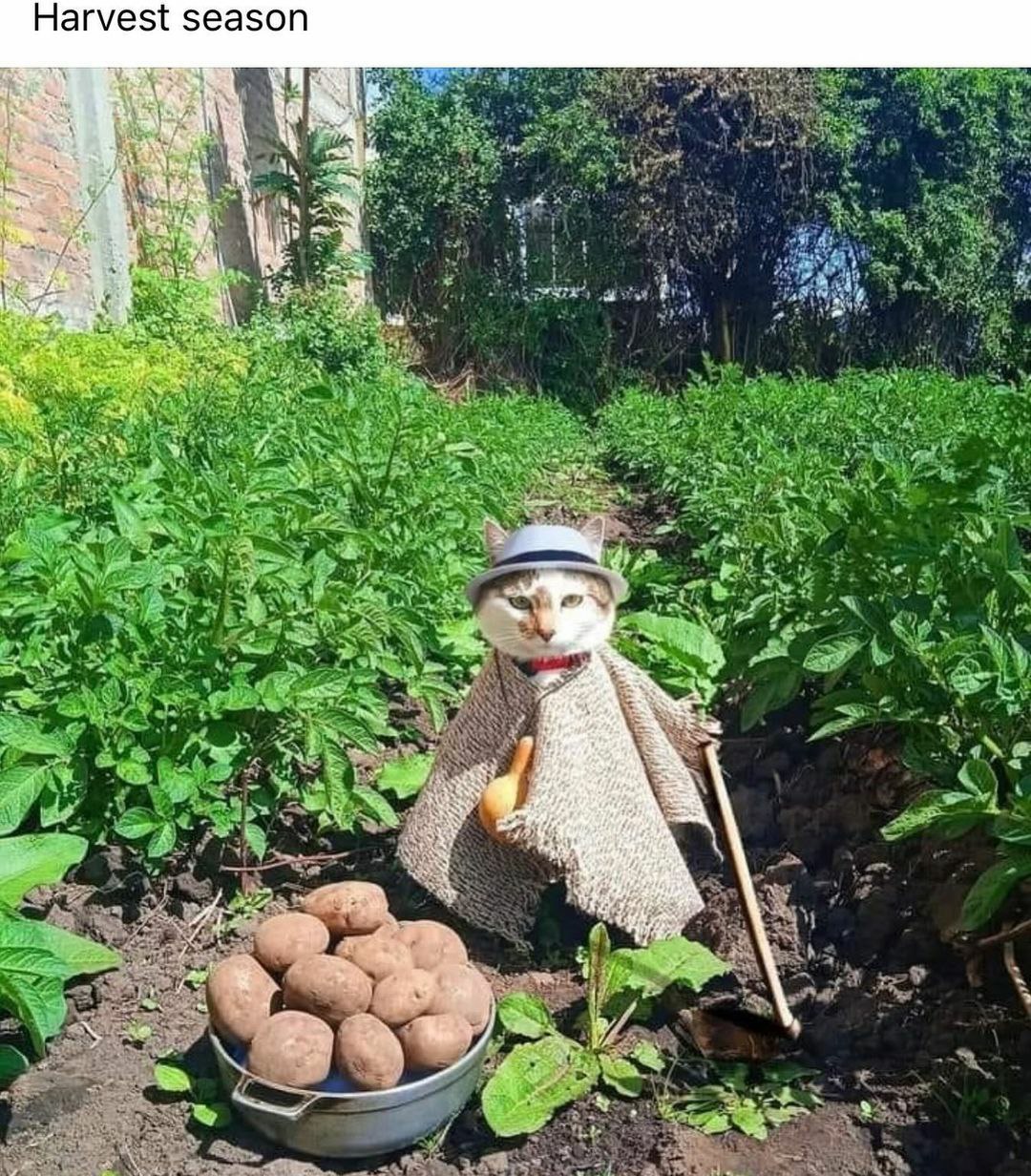 Harvest season 3
