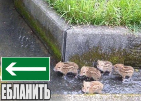 4 as ЕБЛАНИТЬ