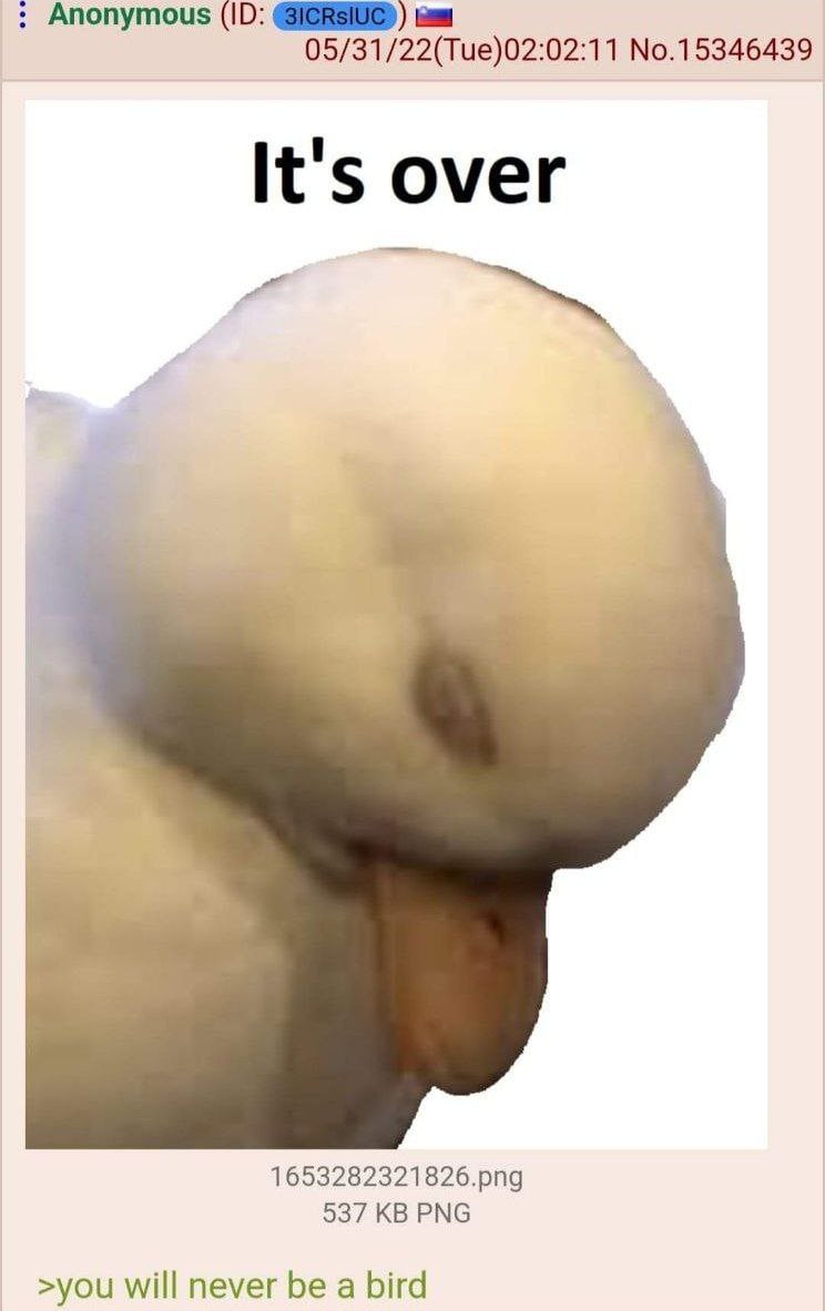 Anonymous 05/31/22(Tue)02:02:11 No.15346439 It's over 1653282321826.рпд 537 КВРМб >you will never be a bird