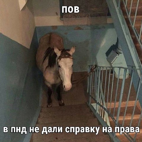 ПОВ в пнд не дали справку на права