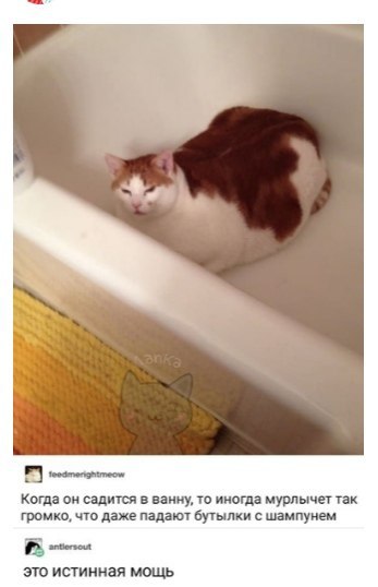 leedenenghimeow Когда он садится в ванну, то иногда мурлычет так громко, что даже падают бутылки с шампунем это истинная мощь