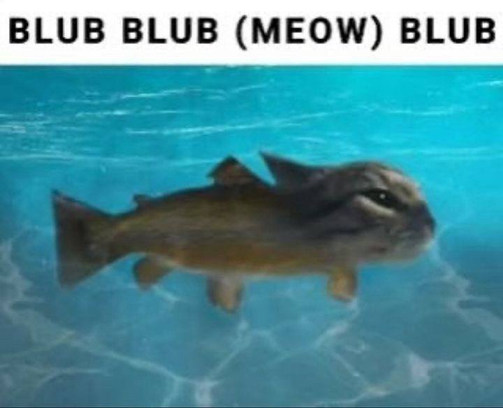 BLUB BLUB (MEOW) BLUB