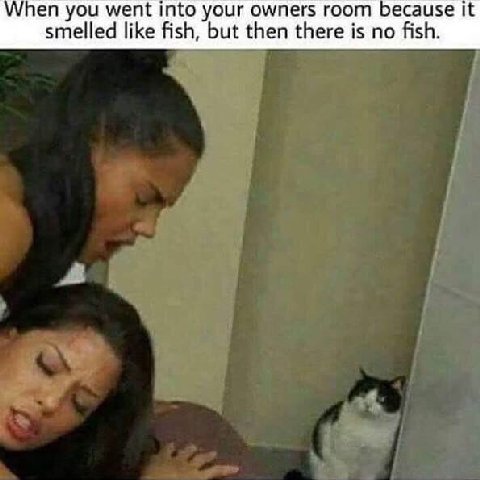 you went into your owners room because it smelled like fish, but then there is no fish.