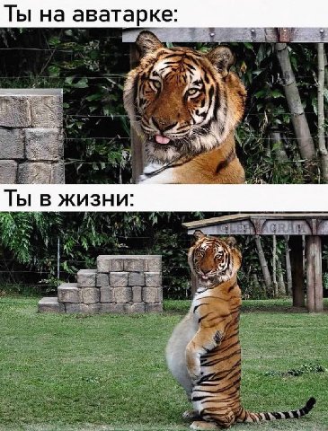 Ты на аватарке: Ты в жизни: