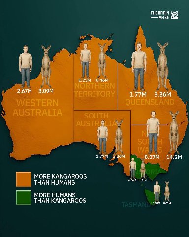 THE BRAIN MAZE 4, 4. MORE KANGAROOS THAN HUMANS MORE HUMANS THAN KANGAROOS