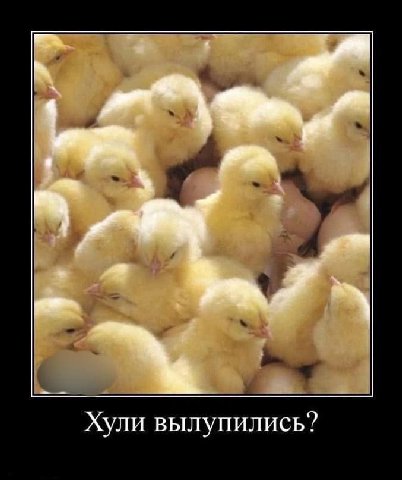 Хули вылупились?