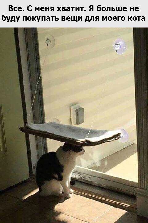 Все. С меня хватит. Я больше не буду покупать вещи для моего кота