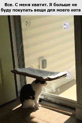 Все. С меня хватит. Я больше не буду покупать вещи для моего кота