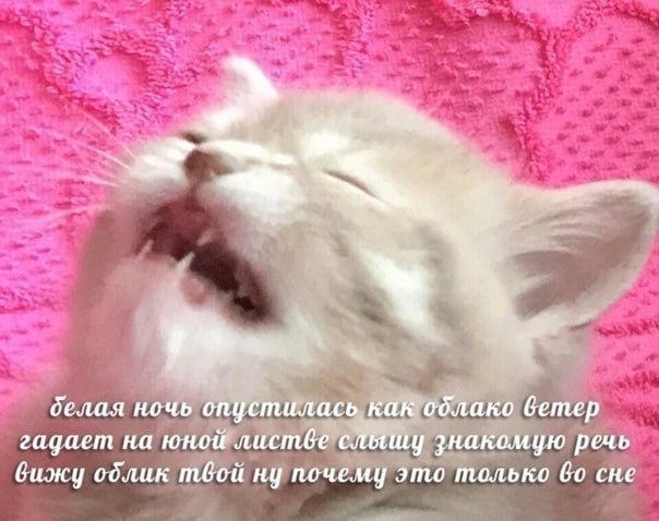 делая ночь опустилась как облако ветер гадает на юной листве знакомую речь бижу облик твой ну почему это только сне