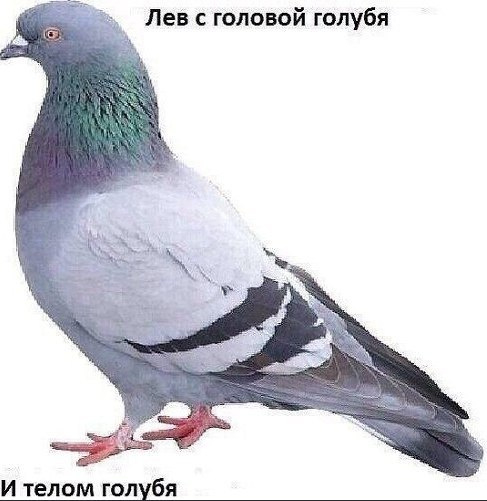 Лев с головой голубя И телом голубя