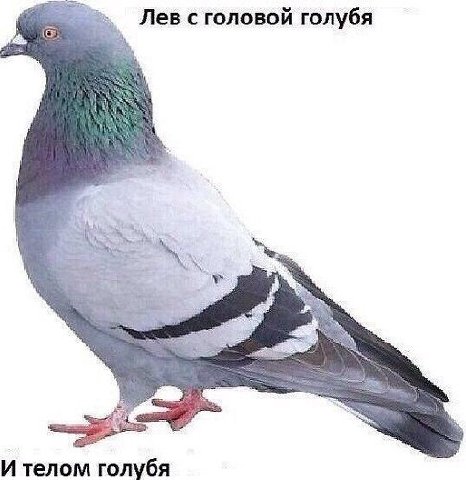 Лев с головой голубя И телом голубя
