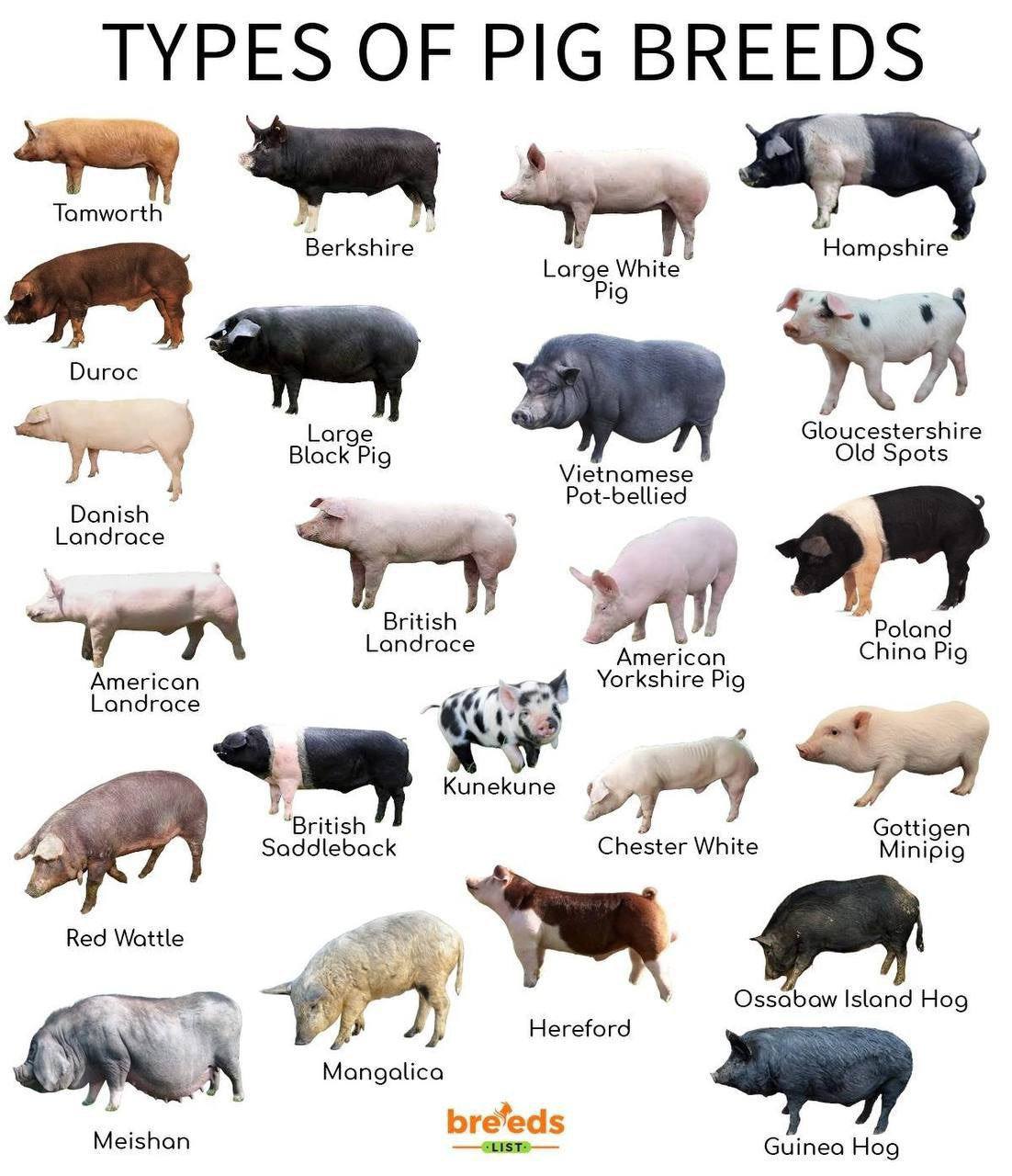 Tamworth к Berkshire Hampshire Duroc Large Gloucestershire Black Pig Old Spots 5 Danish 4 Landrace British Deland American China Pig American Yorkshire Pig Landrace 5 4 ritish Gottigen Saddleback Ches