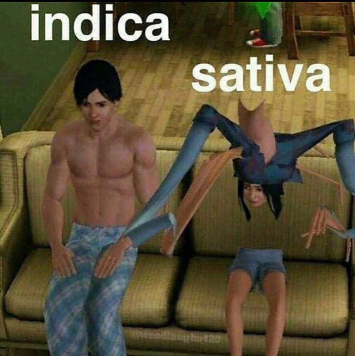 sativa