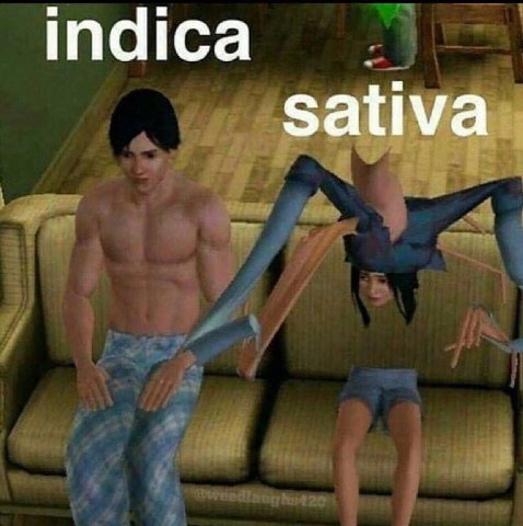 sativa