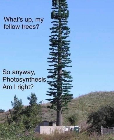 What’s up, my fellow trees? So anyway, Photosynthesis 4
