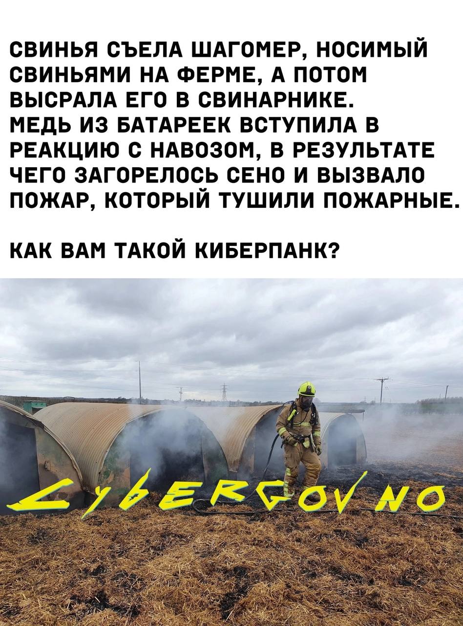 СВИНЬЯ СЪЕЛА ШАГОМЕР, НОСИМЫЙ СВИНЬЯМИ НА ФЕРМЕ, А ПОТОМ ВЫСРАЛА ЕГО В СВИНАРНИКЕ. МЕДЬ ИЗ БАТАРЕЕК ВСТУПИЛА В РЕАКЦИЮ С НАВОЗОМ, В РЕЗУЛЬТАТЕ ЧЕГО ЗАГОРЕЛОСЬ СЕНО И ВЫЗВАЛО ПОЖАР, КОТОРЫЙ ТУШИЛИ ПОЖА