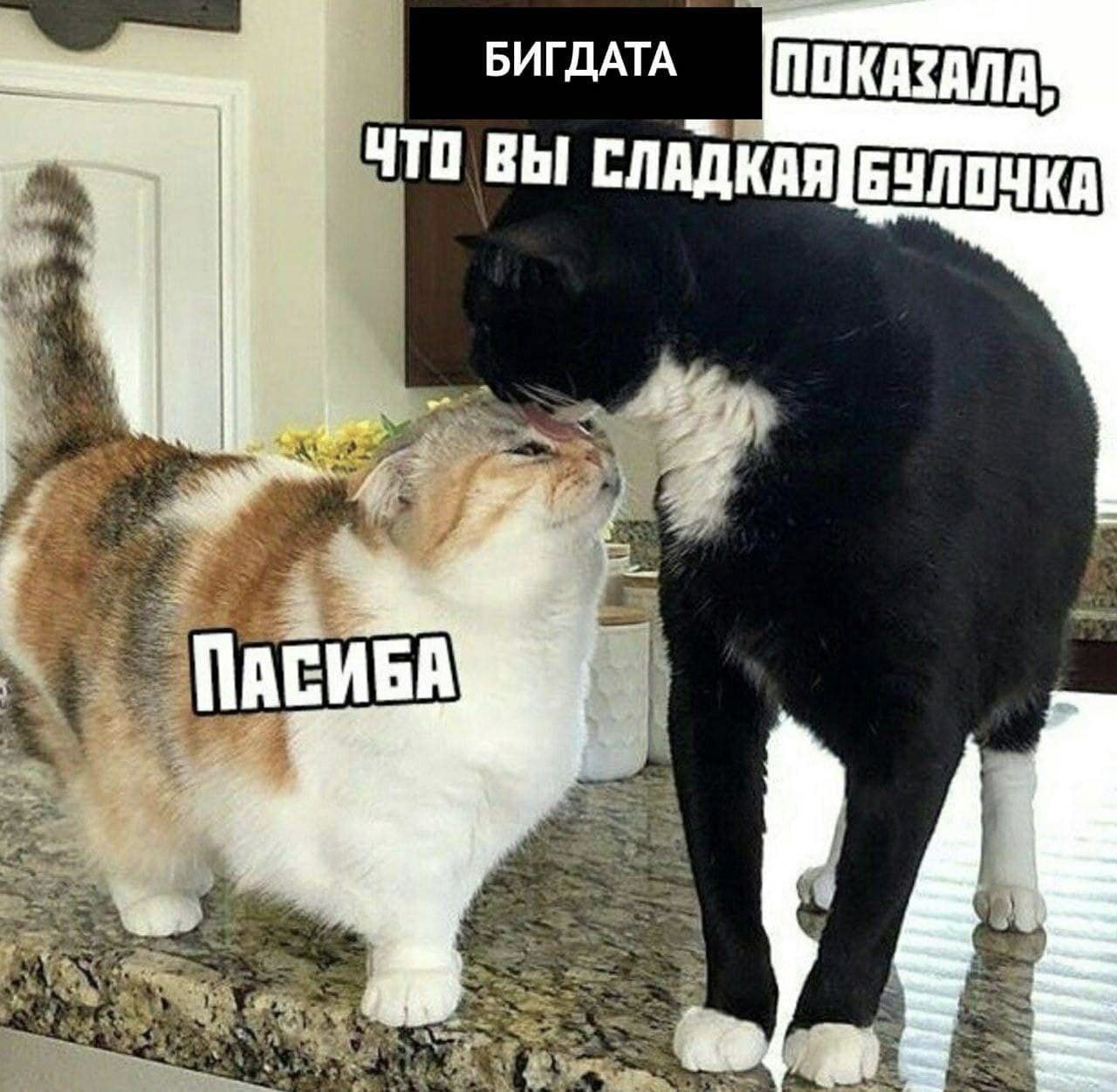 БИГДАТА ВЫ СЛАДКАЯБУЛОЧКА ПАСИБА