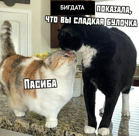 БИГДАТА ВЫ СЛАДКАЯБУЛОЧКА ПАСИБА