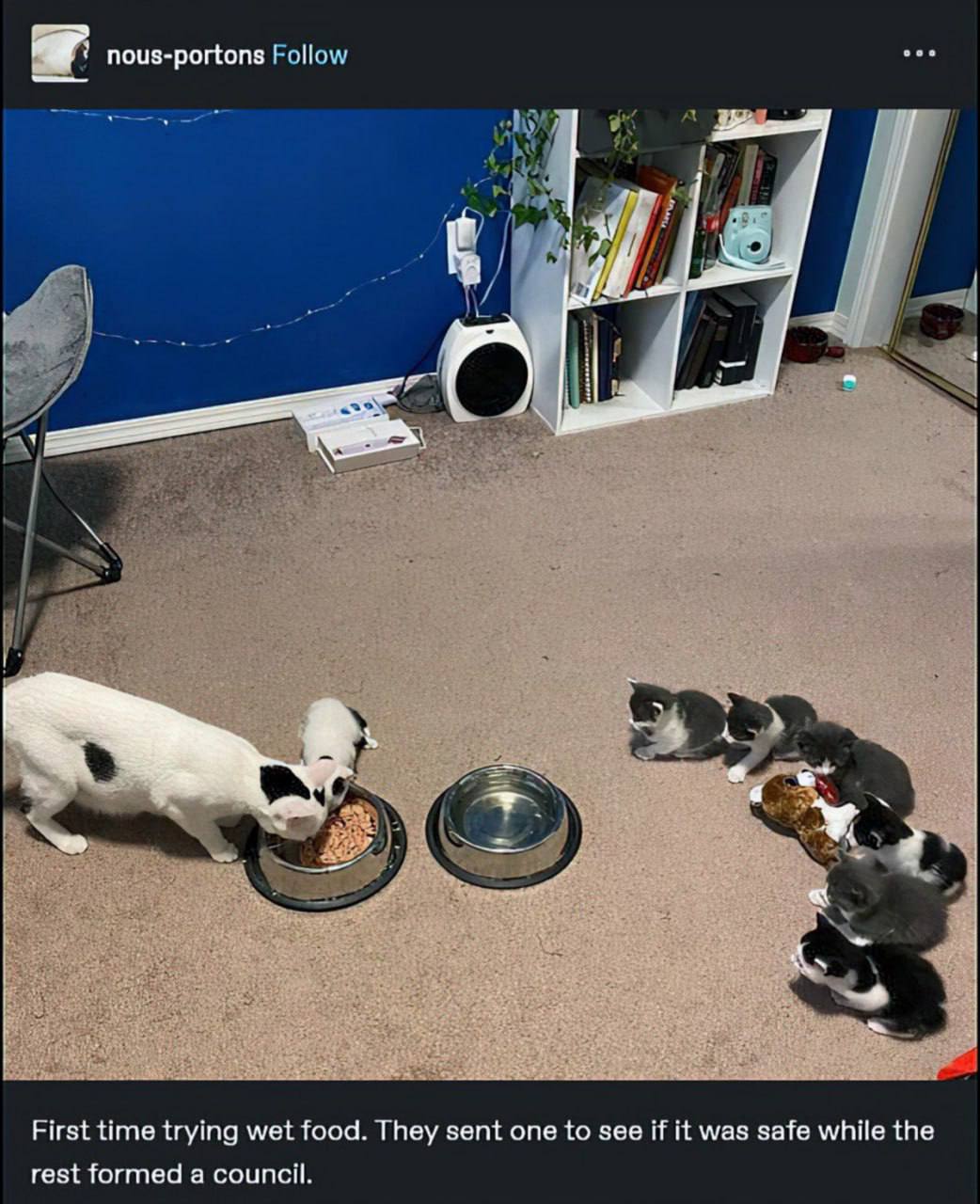 а nous-portons Follow RSS First time trying wet food. They sent one to see if it was safe while the rest formed a council.