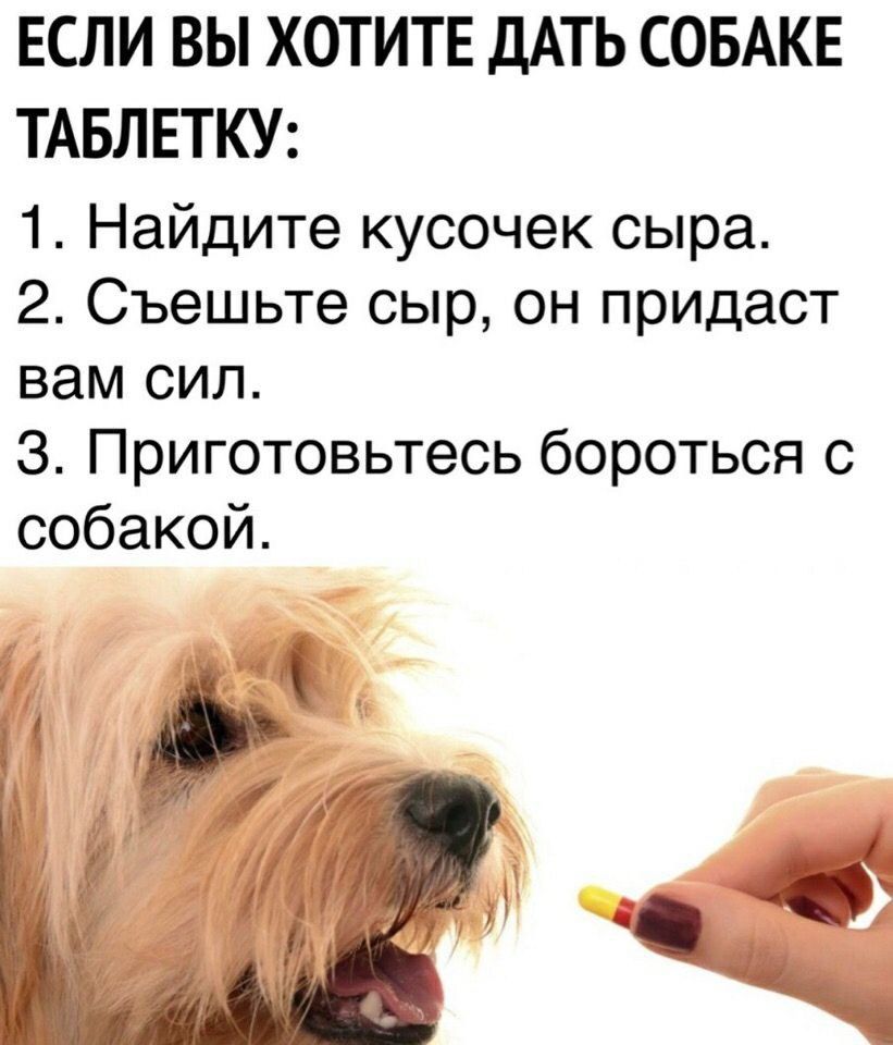 ЕСЛИ ВЫ ХОТИТЕ ДАТЬ СОБАКЕ ТАБЛЕТКУ: 1. Найдите кусочек сыра. 2. Съешьте сыр, он придаст вам сил. 3. Приготовьтесь бороться с собакой. у