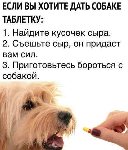 ЕСЛИ ВЫ ХОТИТЕ ДАТЬ СОБАКЕ ТАБЛЕТКУ: 1. Найдите кусочек сыра. 2. Съешьте сыр, он придаст вам сил. 3. Приготовьтесь бороться с собакой. у