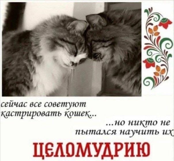 сейчас все советуют кастрировать кошек... HUKINO He пытался научить ЦЕЛОМУДРИЮ