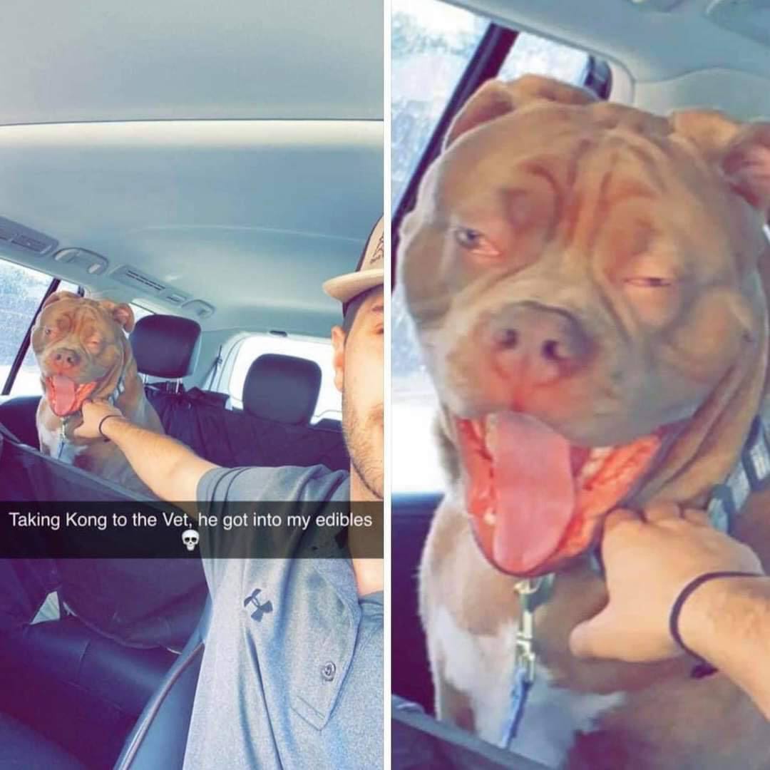 Taking Kong to the Vet, he got into my А