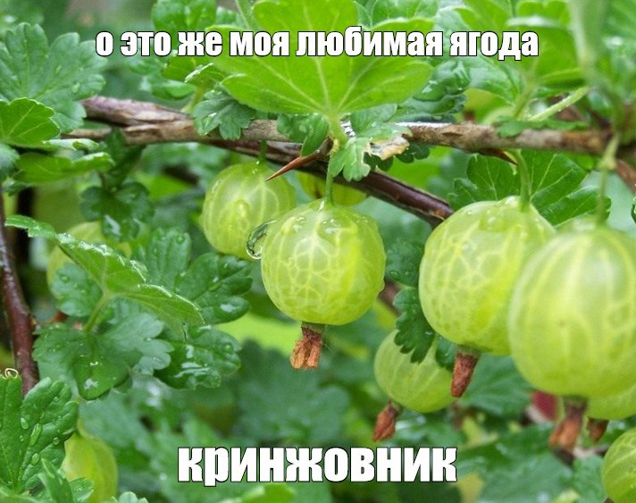 емоя любимая ягода \4