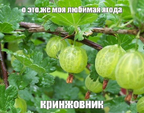 емоя любимая ягода \4
