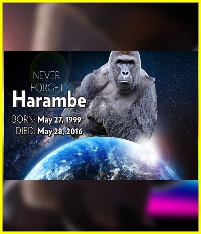 NEVER Way Haramb ВОКМ: May2 7,1999 A DIED: 2016