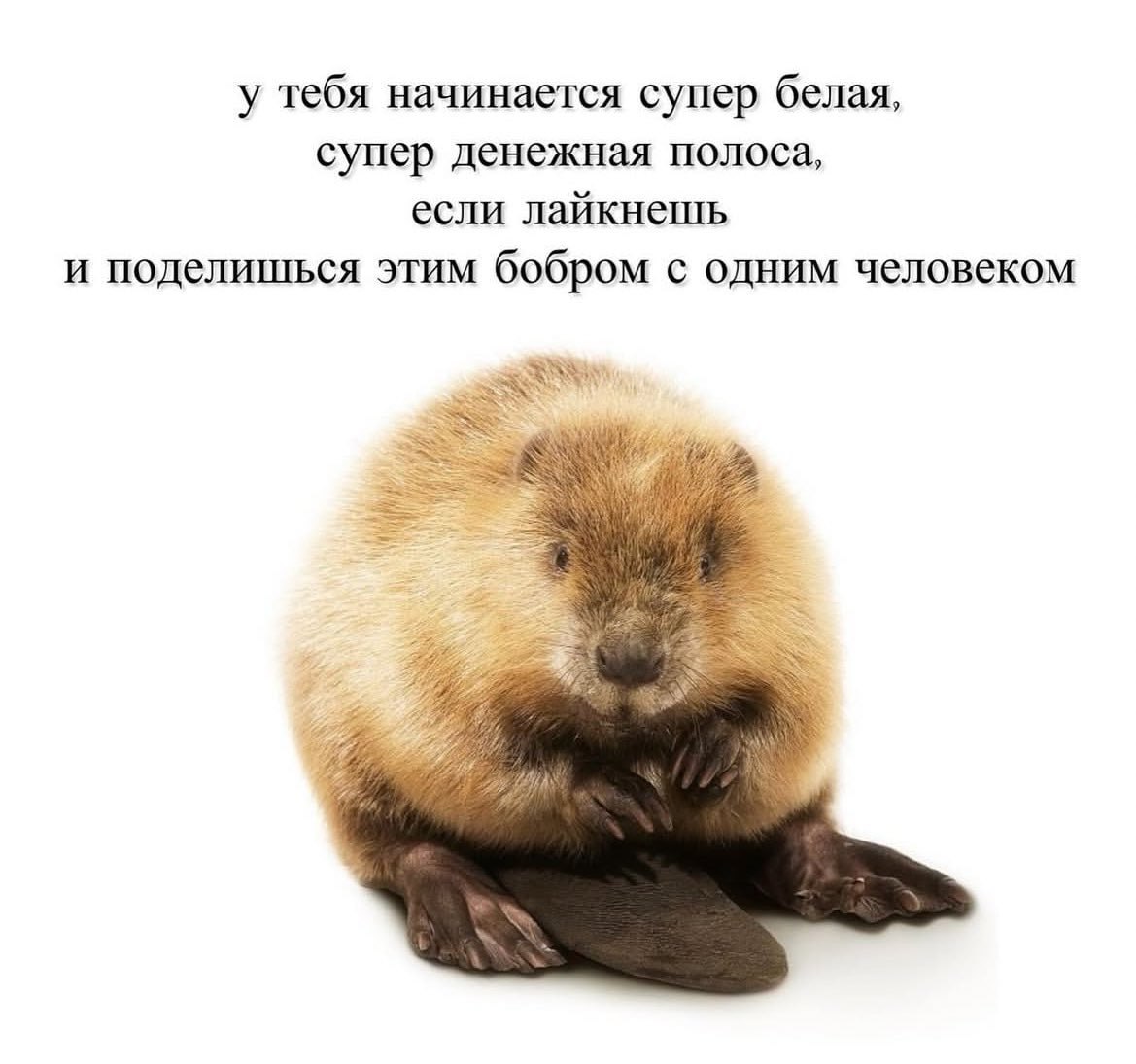 у тебя начинается супер белая, супер денежная полоса, если лайкнешь и поделишься этим бобром с одним человеком