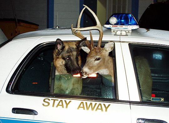 Я STAY