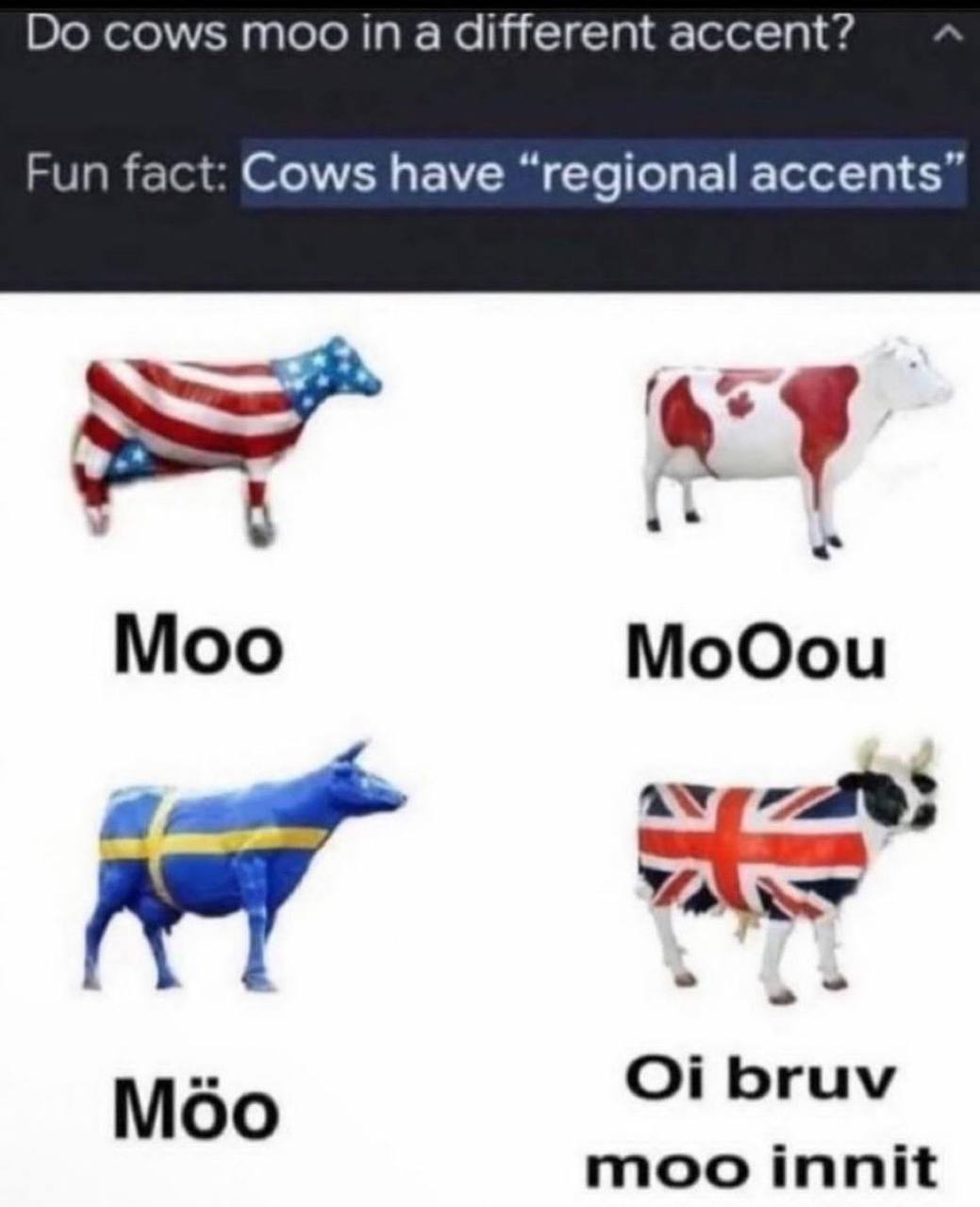 cows moo in a different accent? Fun fact: Cows have “regional accents 4 a Moo МоОоц bruv Moo moo innit