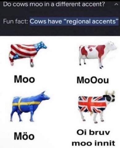 cows moo in a different accent? Fun fact: Cows have “regional accents 4 a Moo МоОоц bruv Moo moo innit