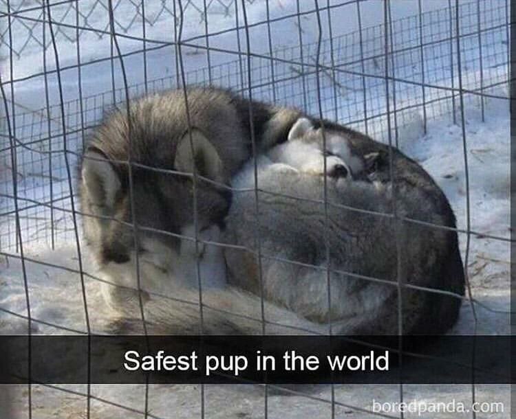 a Safest pup in the world