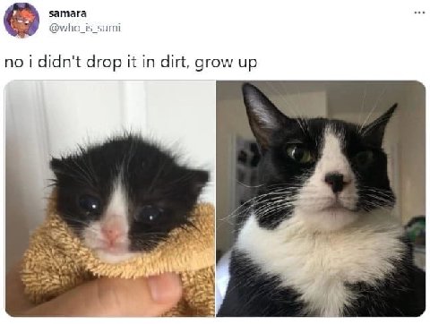 samara @who_is_sumi no i didn't drop it in dirt, grow up