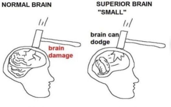 NORMAL BRAIN SUPERIOR BRAIN [1 brain damage