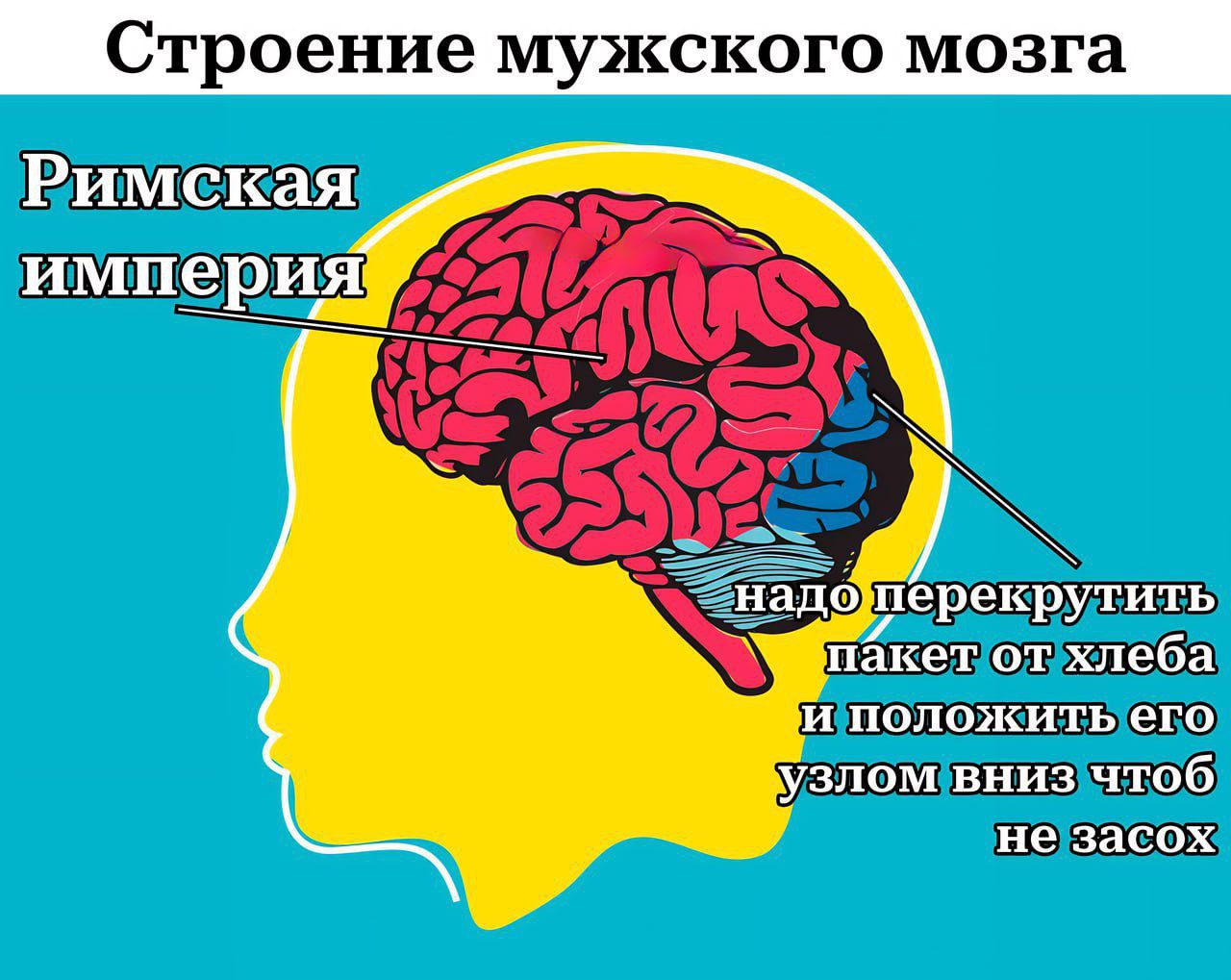 Строение мужского мозга Римская империя ‘пакет от хлеба положить его узлом вниз чтоб не засох