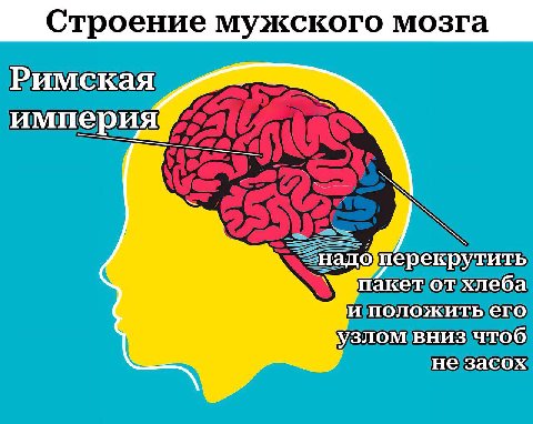 Строение мужского мозга Римская империя ‘пакет от хлеба положить его узлом вниз чтоб не засох