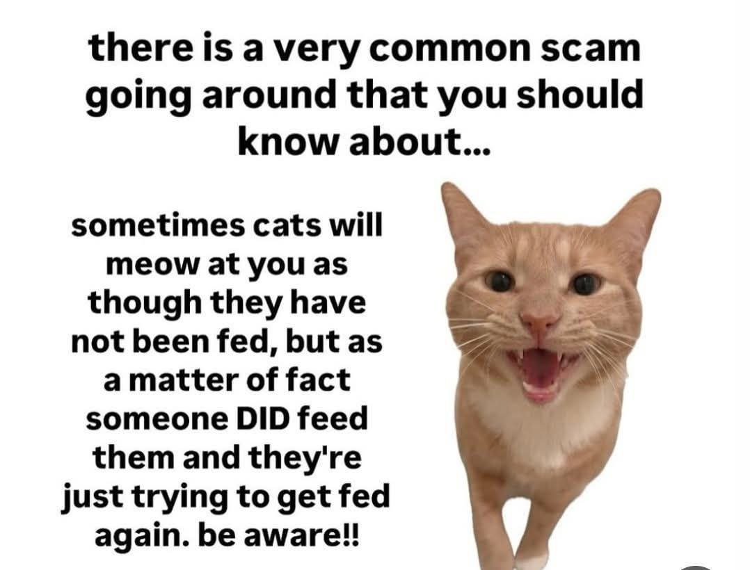 there is a very common scam going around that you should know about... sometimes cats will meow at you as though they have not been fed, but as a matter of fact someone DID feed them and they're just 