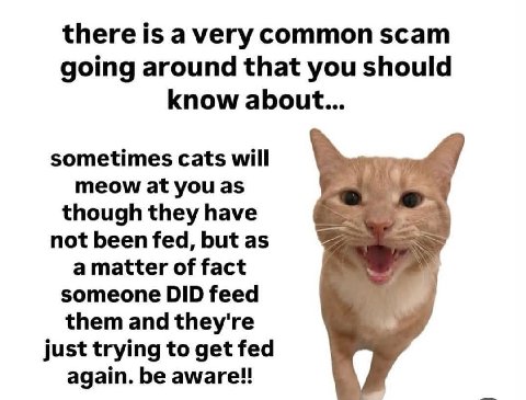 there is a very common scam going around that you should know about... sometimes cats will meow at you as though they have not been fed, but as a matter of fact someone DID feed them and they're just 
