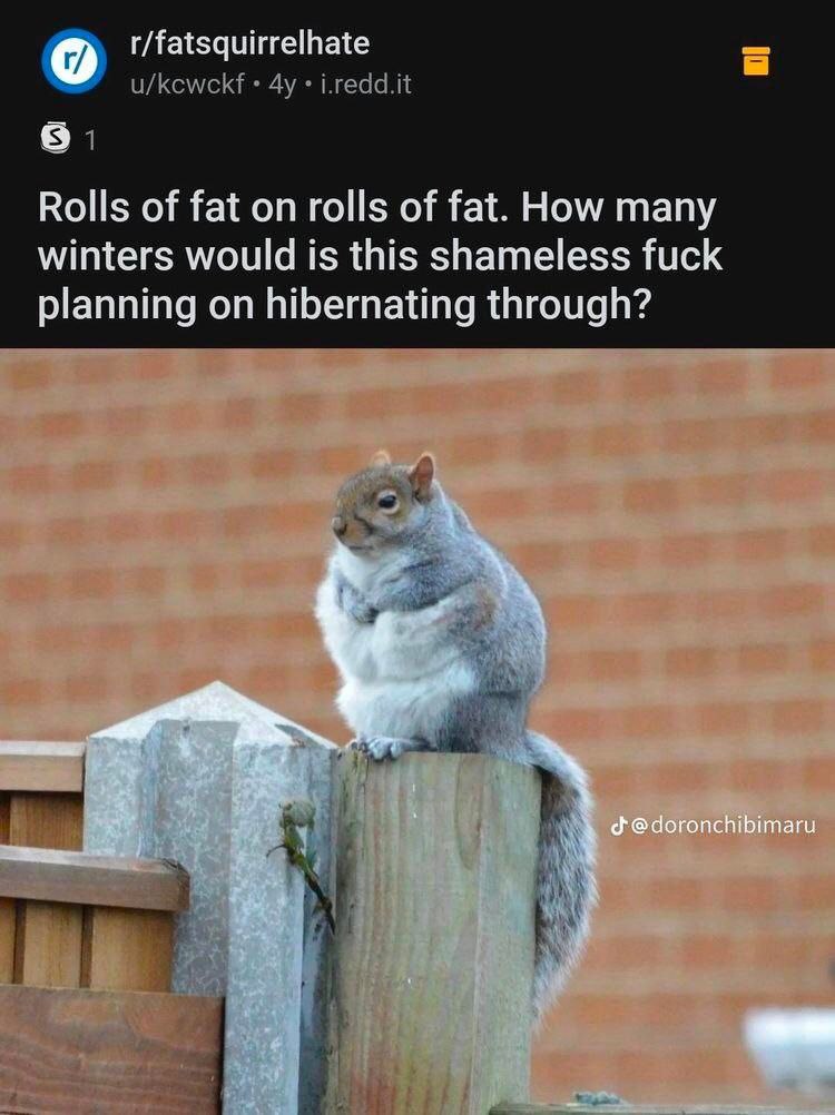 о r/fatsquirrelhate 4у i.redd.it Rolls of fat on rolls of fat. How many winters would is this shameless fuck planning on hibernating through? в a