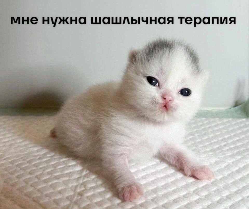 мне нужна шашлычная терапия 3 4 3