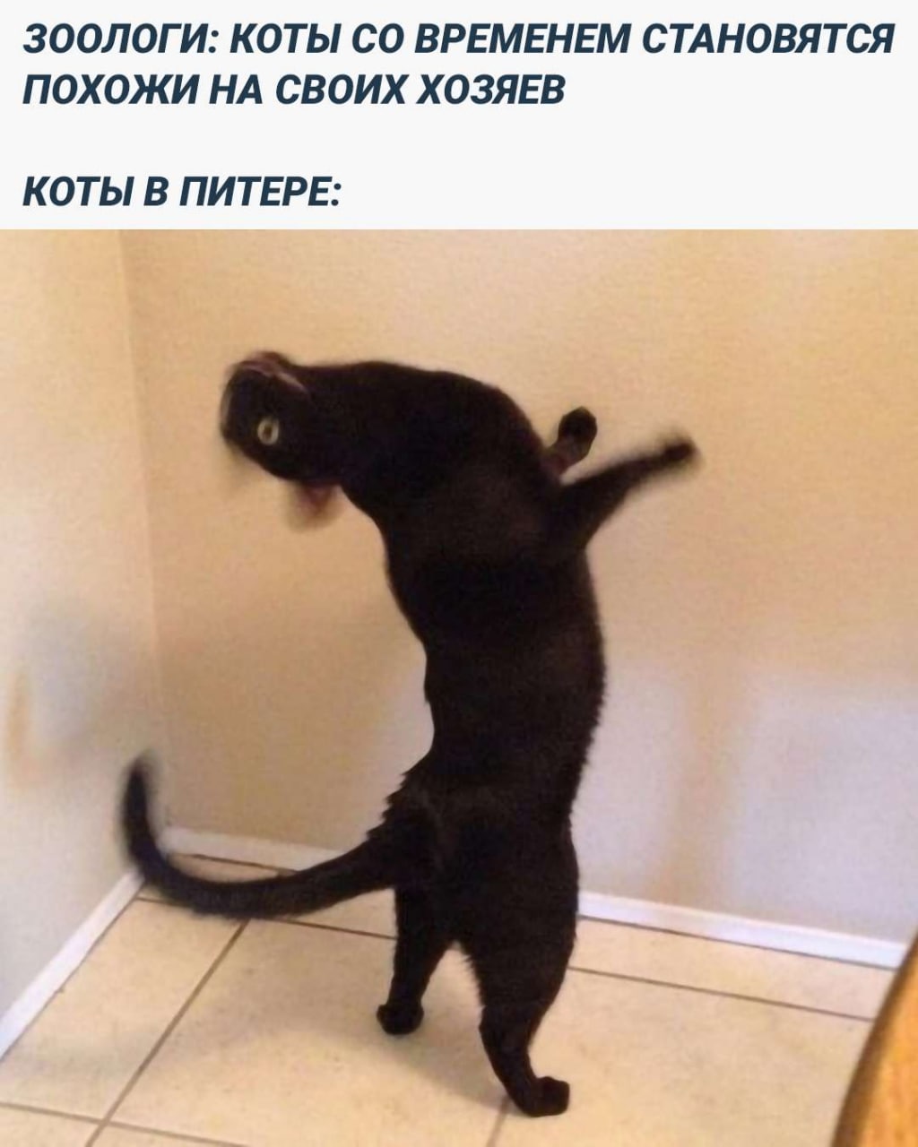 ЗООЛОГИ: КОТЫ ВРЕМЕНЕМ СТАНОВЯТСЯ ПОХОЖИ НА СВОИХ ХОЗЯЕВ КОТЫ В ПИТЕРЕ: